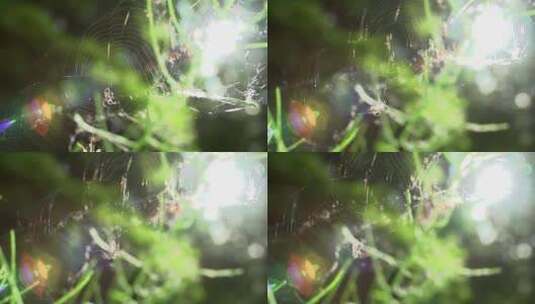自然界美丽的蜘蛛网高清在线视频素材下载