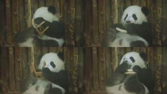 国宝大熊猫幼崽玩玩具特写高清在线视频素材下载