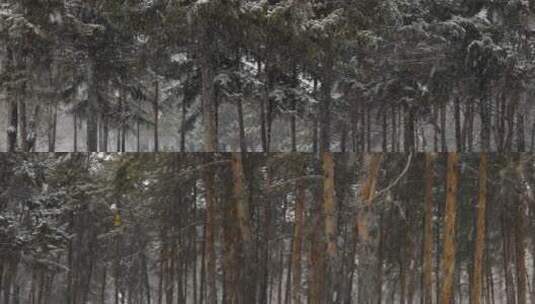 松树飘雪雪景高清在线视频素材下载