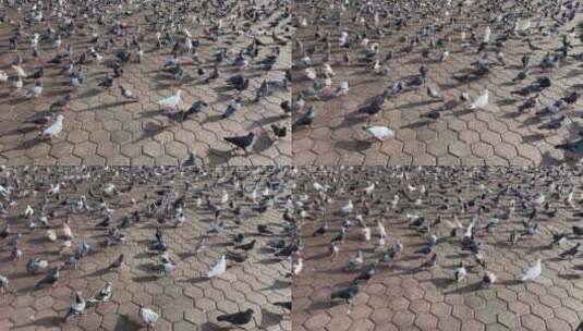 4K广场成群的鸽子高清在线视频素材下载
