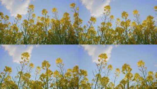 春天阳光下盛开的油菜花高清在线视频素材下载