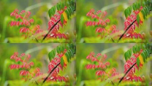 山林树木红叶A高清在线视频素材下载