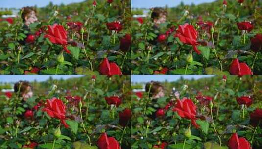 三亚博后村在风中摇曳的玫瑰花田高清在线视频素材下载