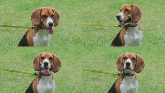 可爱宠物狗趴在草坪上高清在线视频素材下载