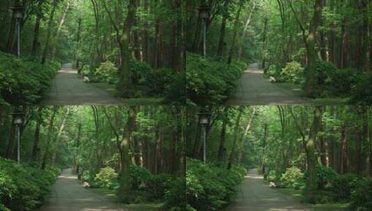 杭州虎跑 晴天绿色树林中的小道幽静鸟叫高清在线视频素材下载
