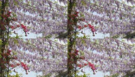 大片唯美紫藤花色海藤蔓条房屋随风飘摇晃动高清在线视频素材下载