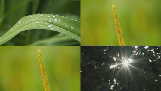 春夏更替之时美丽植物露珠星芒水草高清在线视频素材下载