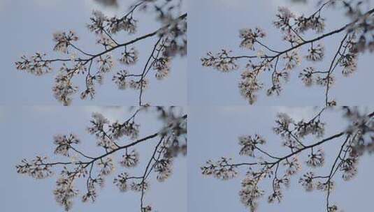 太湖鼋头渚樱花樱花花开花瓣飘落樱花树高清在线视频素材下载
