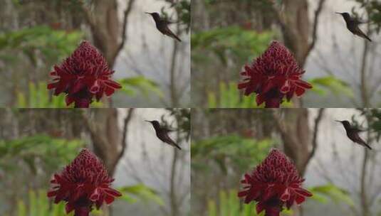 蜂鸟高清拍摄高清在线视频素材下载