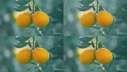 脐橙赣南脐橙脐橙特写高清在线视频素材下载