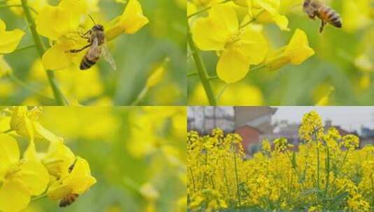 油菜花蜜蜂采蜜实拍镜头高清在线视频素材下载
