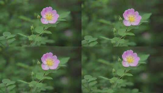 小月季花高清在线视频素材下载