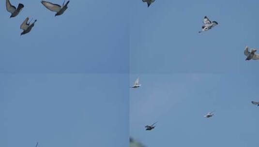 天空飞鸟鸽子高清在线视频素材下载