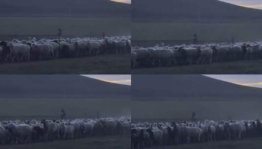 牧羊人 草原 羊群 密度高清在线视频素材下载