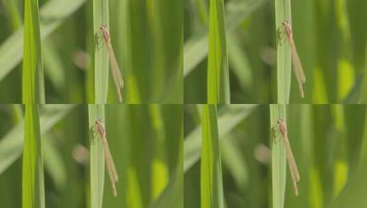 春天职务上的蜻蜓蟌豆娘昆虫高清在线视频素材下载
