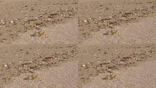 格伦加里夫海滩上一只好奇的小螃蟹。高清在线视频素材下载