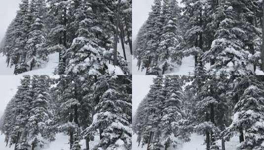 慢动作空中降雪，同时缓慢地沿着积雪覆盖的冷杉林移动高清在线视频素材下载