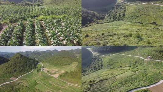 烤烟 烟草 山区烟叶高清在线视频素材下载