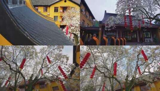 杭州法喜寺500年白玉兰高清在线视频素材下载