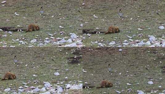 4K高清实拍高原野生动物土拨鼠高清在线视频素材下载