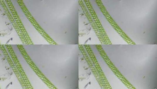 显微镜下放大100倍的藻类水绵细胞微分干涉DIC1高清在线视频素材下载