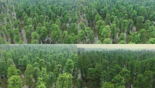 湿地上空树木航拍高清在线视频素材下载