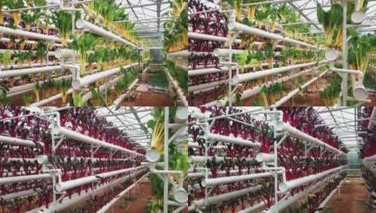 4K  寿光蔬菜大棚无土栽培特写高清在线视频素材下载
