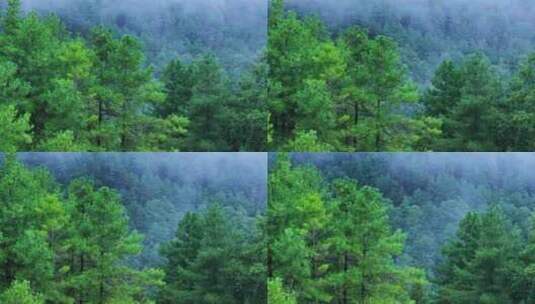 雨后云雾缭绕的松树林高清在线视频素材下载