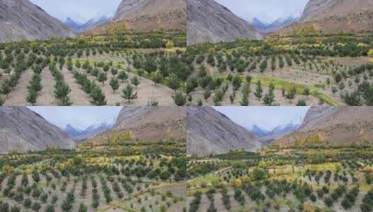 4K印度喜马偕尔邦一个小村庄的航拍-喜马拉雅山谷的苹果兰花30f高清在线视频素材下载