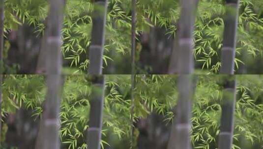 唯美竹林竹海竹叶禅意韵味自然植物空镜高清在线视频素材下载