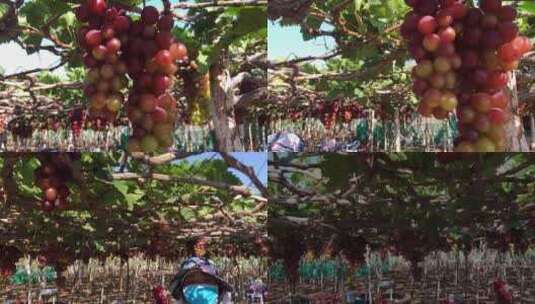 葡萄园采摘成熟的葡萄高清在线视频素材下载