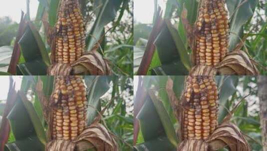 玉米地成熟的玉米特写高清在线视频素材下载