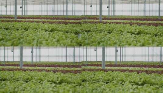温室有机蔬菜高清在线视频素材下载