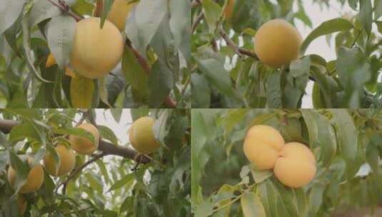 黄桃 水蜜桃 桃子 丰收 运输高清在线视频素材下载