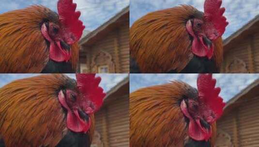农场里的公鸡高清在线视频素材下载