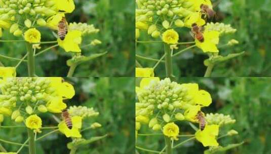 春天蜜蜂在油菜花田采蜜特写镜头高清在线视频素材下载