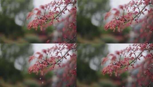 枫叶 嫩芽 春天 雨水高清在线视频素材下载