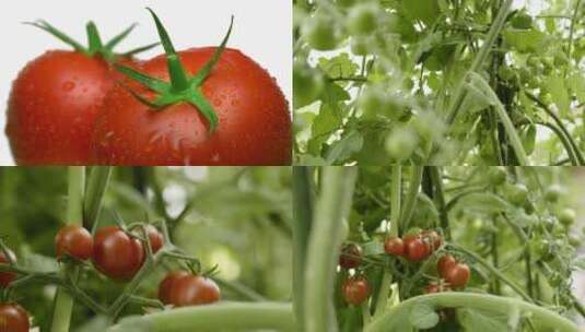 有机西红柿 绿色食品 番茄高清在线视频素材下载