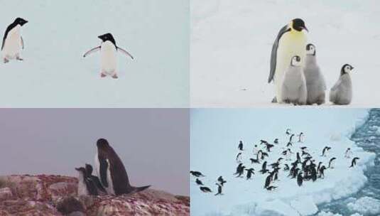 【合集】企鹅 帝企鹅 南极企鹅高清在线视频素材下载