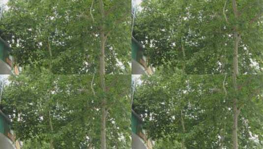 城市绿化植物树枝树叶实拍高清在线视频素材下载