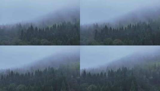 云雾森林4K生态自然空境原创杉树航拍唯美高清在线视频素材下载