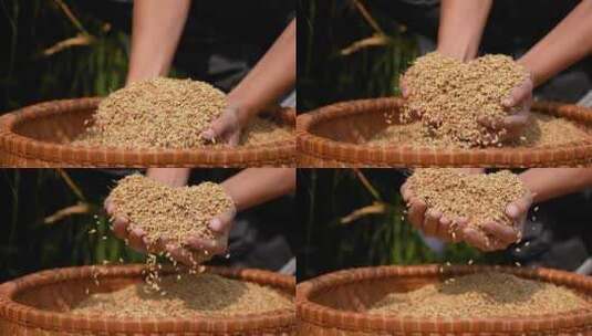水稻丰收 稻子 金色水稻高清在线视频素材下载