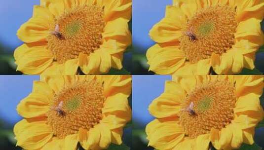 向日葵蜜蜂采蜜特写镜头高清在线视频素材下载