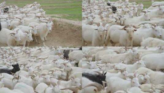 羊群放牧高清在线视频素材下载