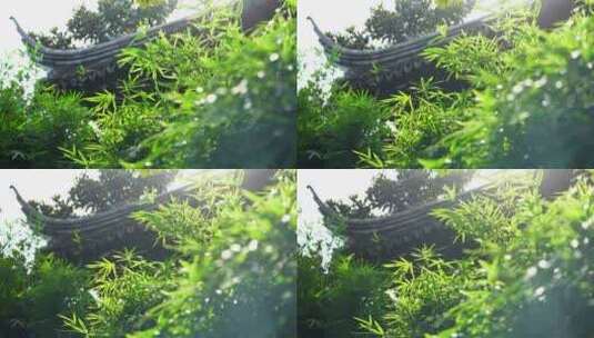阳光下江南园林竹子竹叶竹林阳光光影和意境高清在线视频素材下载