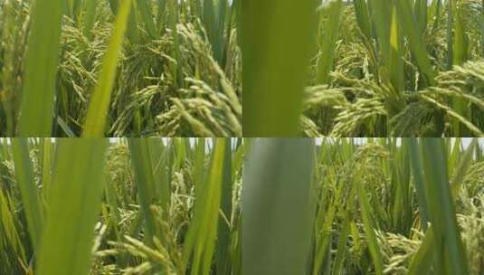 水稻穗五常大米丰收镜头推进高清在线视频素材下载