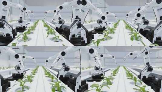 无土栽培蔬菜机械臂采收高清在线视频素材下载