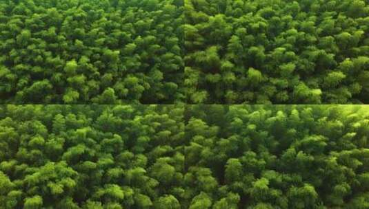 江南竹山竹海竹林竹叶生态环境航拍高清在线视频素材下载