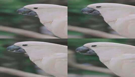 白鹦鹉 鹦鹉 金刚鹦鹉 野生鹦鹉高清在线视频素材下载