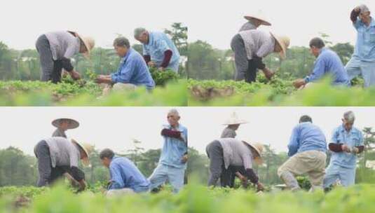 农民田间劳动种植蔬菜蔬菜大棚里的蔬菜草莓高清在线视频素材下载